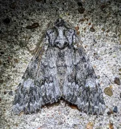 Three-horned Moth thumbnail 3
