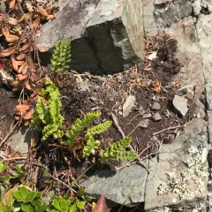 rusty woodsia thumbnail 2