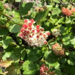 common ninebark thumbnail 4