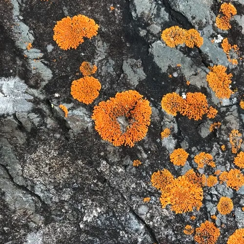 Elegant Sunburst Lichen