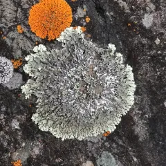 Cumberland Rock Shield thumbnail 2