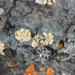Orange Rock Posy thumbnail 2
