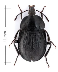 Black snail beetle thumbnail 3