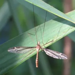 Tipula furca thumbnail 2