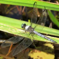 Great Blue Skimmer thumbnail 2