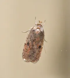 Canadian Agonopterix Moth thumbnail 4