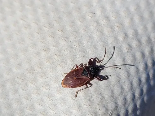 Pinecone Bug