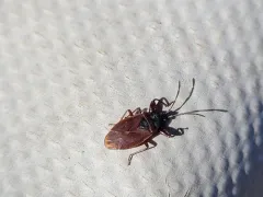 Pinecone Bug thumbnail 1