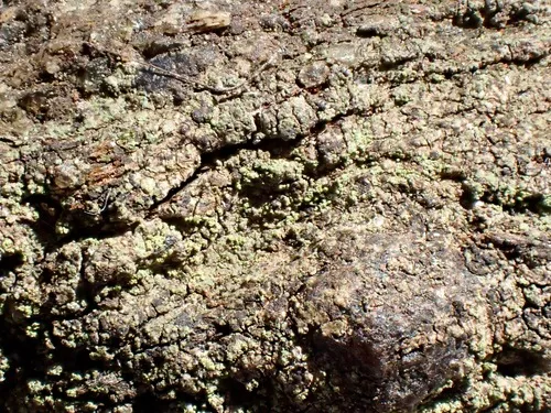 Bilimbia fuscoviridis