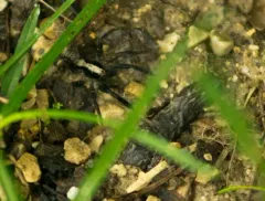 Schizocosa crassipes thumbnail 1