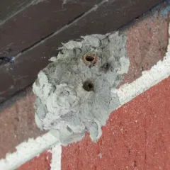 Yellow-legged Mud-dauber Wasp thumbnail 3