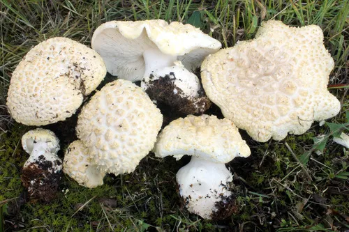 Cercopemyces crocodilinus