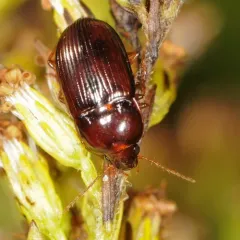 Red Harp Ground Beetle thumbnail 3
