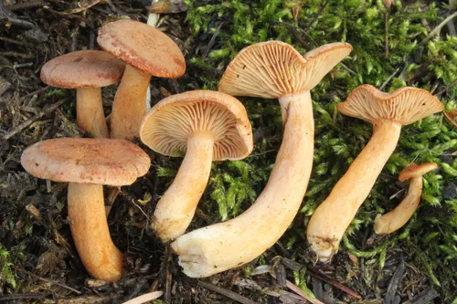 Lactarius cuspidoaurantiacus