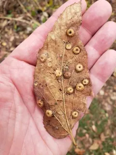 Hackberry Disc Gall Psyllid thumbnail 4