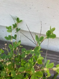 Korean bushclover thumbnail 4