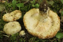 Lactarius payettensis thumbnail 3