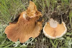Lactarius barrowsii thumbnail 2