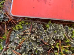Peltigera hymenina thumbnail 3