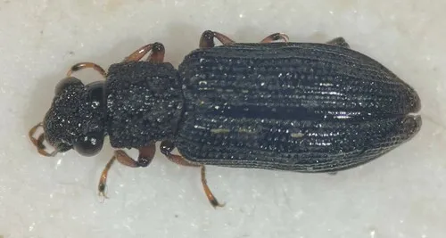 Hydrochus neosquamifer