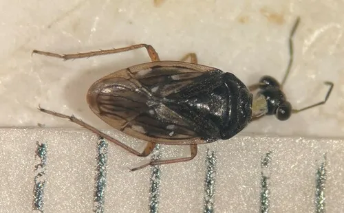 Saldula opacula