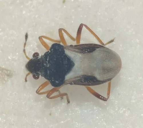 Merragata brunnea