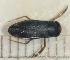 Callicorixa audeni thumbnail 1