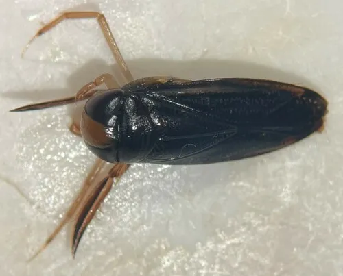 Hesperocorixa michiganensis