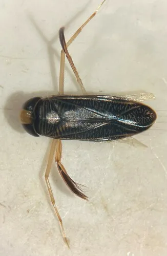 Sigara johnstoni