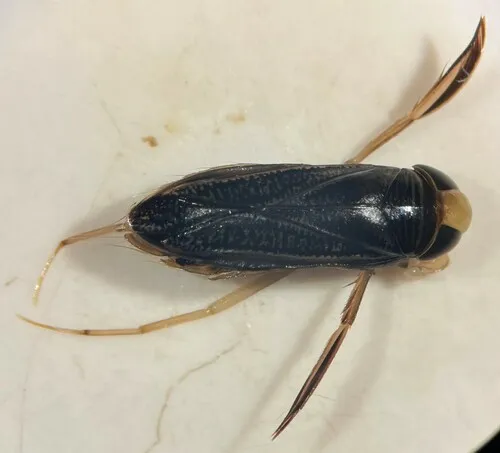 Sigara ornata