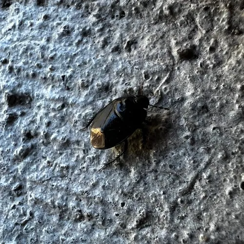 Two-lined Burrowing Bug