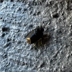 Two-lined Burrowing Bug thumbnail 1