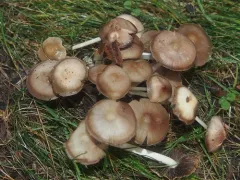 clustered brittlestem thumbnail 3