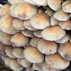 Smoky-gilled Hypholoma thumbnail 4