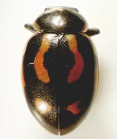 Hippodamia arctica thumbnail 3