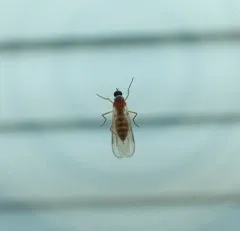 Ocydromia glabricula thumbnail 3