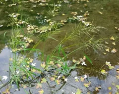 annual wild rice thumbnail 3