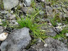 Creeping Rush thumbnail 3