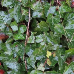 Atlantic Ivy thumbnail 3