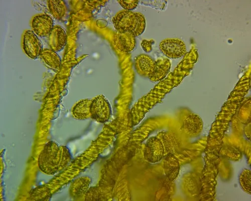 Saffron Soldiers