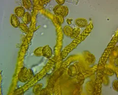 Saffron Soldiers thumbnail 1