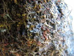 Boreal felt lichen thumbnail 3