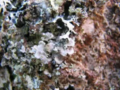 Vole Ears Lichen thumbnail 3
