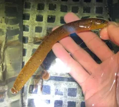 Ribbon Prickleback thumbnail 2