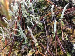 Western Wand Lichen thumbnail 4