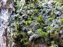 Fuscopannaria sorediata thumbnail 2