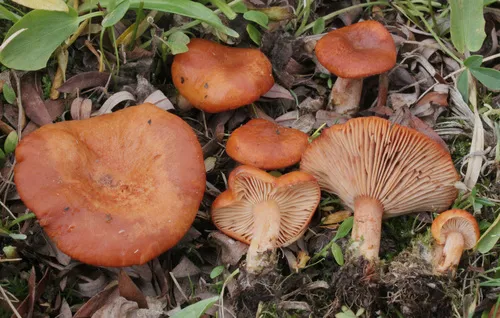 Lactarius lanceolatus