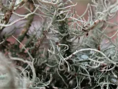 Beard-lichen parasite thumbnail 4