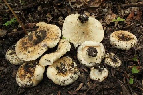 fruity milkcap