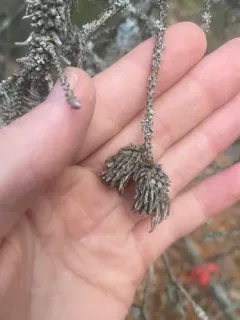 Ragged Spruce Gall Adelgid thumbnail 1